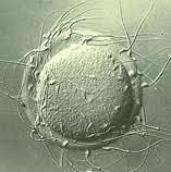 1. Desarrollo embrionario temprano.