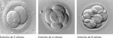impedir la eclosión y por tanto la implantación del embrión La imposibilidad de eclosionar, debido a anormalidades