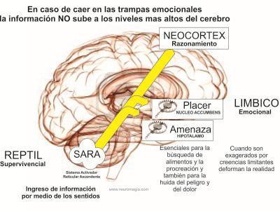 evaluación, llegara o no a los niveles más elevados de nuestro cerebro, de aquí la importancia del estado emocional del aprendizaje Cognitivo-Ejecutivo, ya que si el SARA detecta la información como