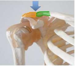 Biomecánica de la extremidad superior 2.- La articulación acromioclavicular (Fig.