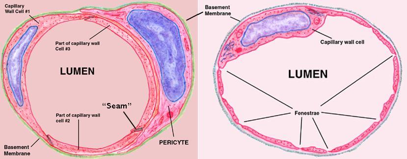la célula endotelial Pared del capilar Los