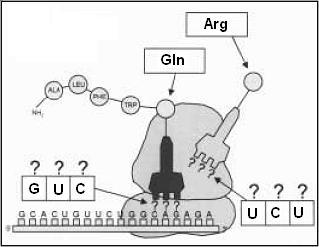 El codó AGA, que codifica l aminoàcid Arg, canviaria a UGA, que és un codó d aturada: el ribosoma no hi aportaria cap aminoàcid en aquesta posició i l mrna deixaria de ser llegit a partir d aquesta