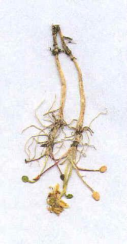 61. Ranunculus flagelliformis a) Ubicación Taxonómica Familia: RANUNCULACEAE. Nombre Científico: Ranunculus flagelliformis Nombres comunes: b) Descripción Morfológica: Raíz: Filiforme.