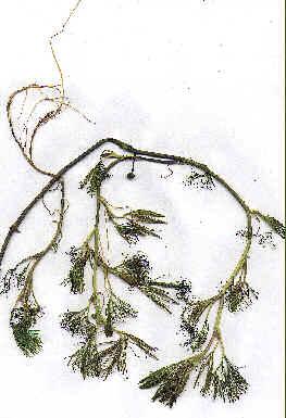 45. Myriophyllum quitense Gaudich. a) Ubicación Taxonómica Familia: HALORAGACEAE. Nombre Científico: Myriophyllum quitense Gaudich. Nombres comunes: Llacho, Chchinqui.