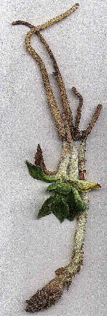 46. Myrosmodes palodosum (Rchb. f.) Garay a) Ubicación Taxonómica Familia: ORCHIDACEAE. Nombre Científico: Myrosmodes palodosum (Rchb.f.) Schlecht.