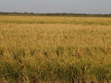 Lote de arroz, con buena uniformidad de lote, en proceso de maduración y secado de grano, en el norte del departamento Garay.