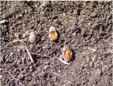 germinación de las semillas son diferentes para la supervivencia y el crecimiento inicial de las plántulas (AB 15 20 m 2 /ha y sin preparación de