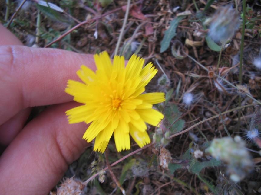 99 Fenología: La floración es de Mayo a Julio, y las semillas maduran de Junio a Agosto. Forma vital de Raunkier: Hemicriptófito escaposo. Brota cada 2 años. Polinización: entomófila.