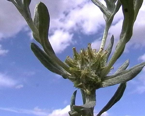 Capitulo con 4-8 flores hermafroditas (Grisáceo-tomentosa, con tallos erectos o ascendentes, ramificados superiormente. Hojas alternas, espatuladas u oblongo-lanceoladas.