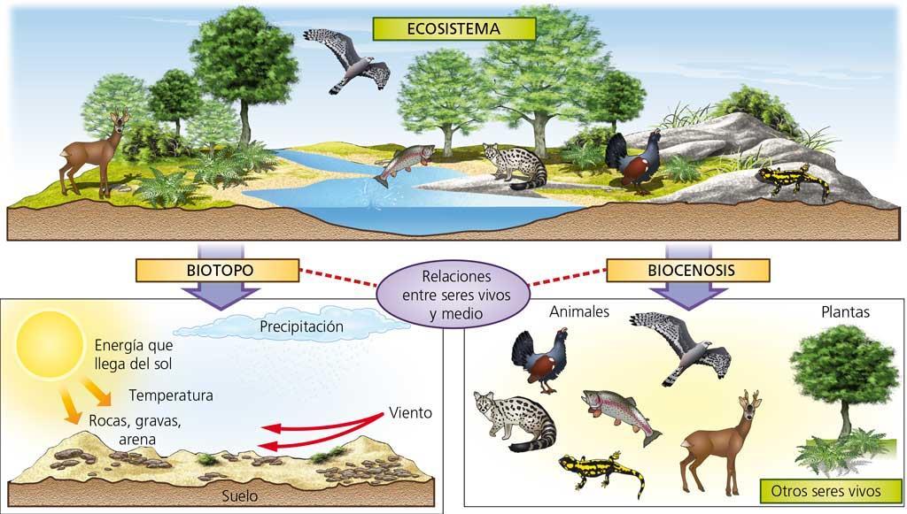 Resultat d'imatges de ecosistema biotopo
