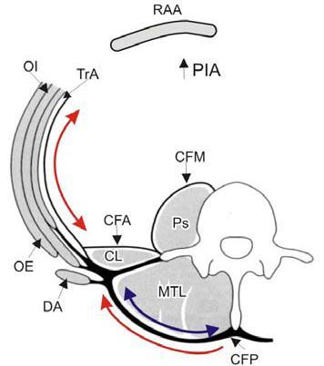 Rol de FTL Encargada de coordinar y sensar la tensión producida por la musculatura de tronco.