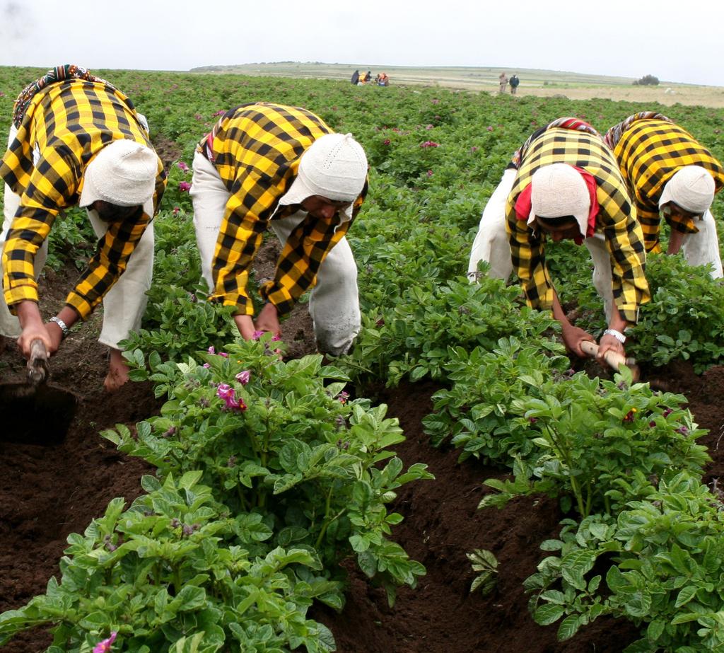 B. Sanidad Agropecuaria Se dispone de un Sistema Andino de Sanidad Agropecuaria, que fue adoptado por la Decisión 515 de la Comisión de la Comunidad Andina, encargado de la armonización de las normas