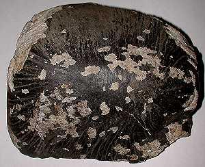 Acondritos Estructura cristalina gruesa, lo que indica lento enfriamiento en ambientes aislados Los mas similares a las rocas ígneas terrestres.