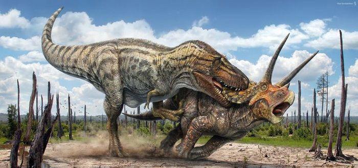 Qué comían los Tyrannosaurus rex Partimos ya de la base que la mandíbula de este tiranosaurio medía alrededor de un metro.