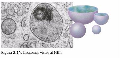 LISOSOMAS Estructura: vesículas membranosas, formadas en el aparato de Golgi, con enzimas digestivas (hidrolasas) Función: responsables de la digestión en