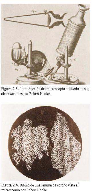 TEORÍA CELULAR Primeras observaciones microscópicas (s.xvii): Robert Hooke. Primer científico en utilizar el término célula.