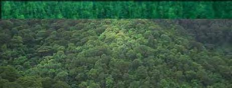 Monitoreo y valuación Nacional Forestal, con referencia especial de REDD y Biodiversidad Criterios e Indicadores de Manejo forestal Sostenible Qué es un estándar, porqué