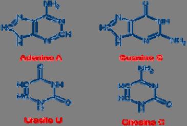 Estructura química Como en el AND y el ARN esta formado por una cadenas de monómeros repetitivos llamados nucleótidos.