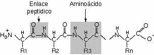 TIPOS DE PROTEINAS Proteínas simples: son aquellas que al ser hidrolizadas producen solo aminoácidos. Albúminas y globulinas: son aquellas que son solubles en soluciones salinas diluidas o agua.