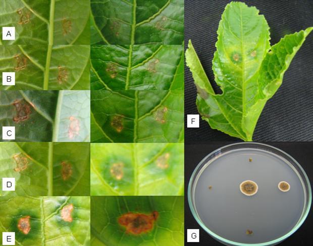 48 Figura 8. Secuencia de síntomas de Roña en hojas de gulupa inoculadas artificialmente con Cladosporium en laboratorio. A. 9 dpi, B. 11 dpi, C. 13dpi, D. 15 dpi, E. 29dpi, F.