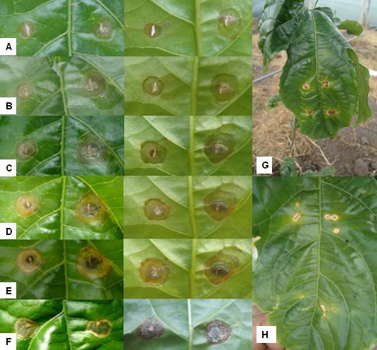 50 Figura 9. Secuencia de síntomas de Roña en hojas de gulupa inoculadas artificialmente con Cladosporium en invernadero. A.