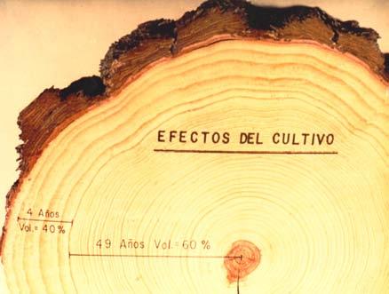 Incorporar al manejo técnico forestal una superficie de 100,000 hectáreas en predios con vegetación forestal maderable, no maderable y con potencial para el aprovechamiento cinegético de fauna