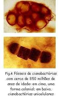 El registro fósil indica que estos seres fotosintéticos cianobacterias aparecieron en el Eon Arquean geológica y han sido responsables de la difusión de oxígeno en la atmósfera, que se produjo cerca