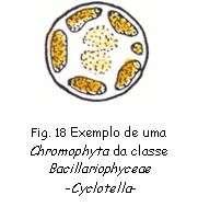 Chromophyta La División se subdivide en varias clases, incluyendo: Chrysophyceae (Fig. 16), Xanthophyceae (Fig.