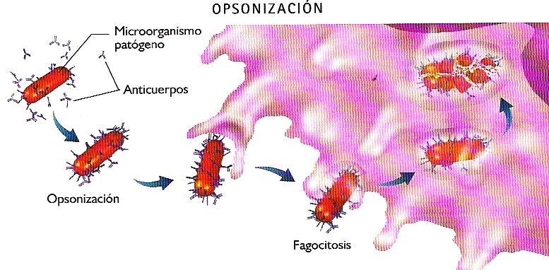 superficie moléculas de anticuerpos. Los microorganismos que están recubiertos de anticuerpos se dice que están opsonizados (del griego opson : listo para comerse). Fig. 21.