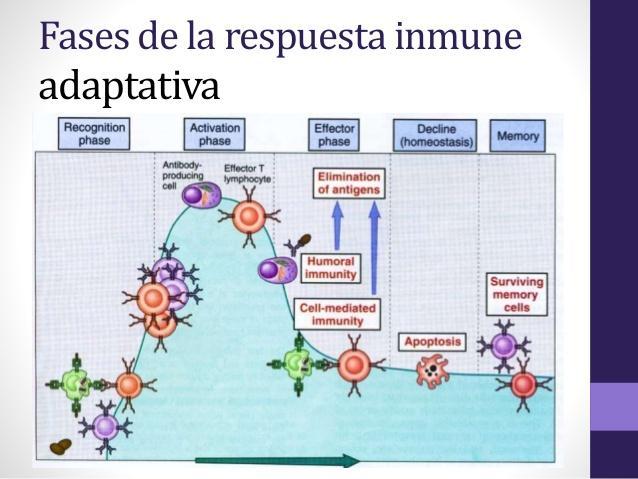 2.- Respuesta inmune secundaria.