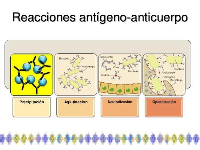 V.- La reacción Antígeno Anticuerpo.