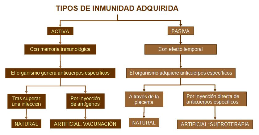La ciencia encargada del estudio del Sistema Inmunitario es la Inmunología.