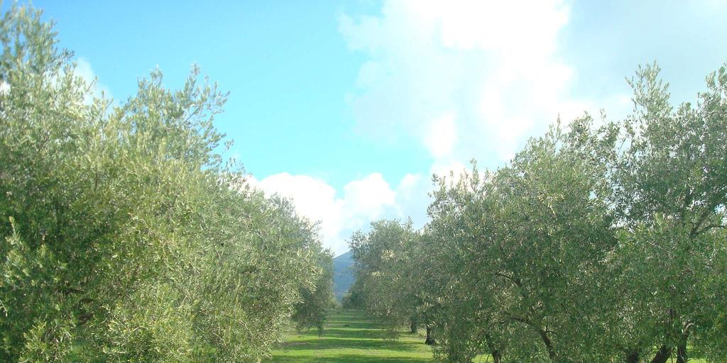 Datos de producción, movimientos y existencias de aceite de oliva y