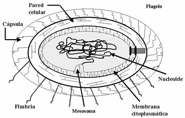 10 Biología de los microorganismos En la figura 2-1, se observa un esquema de la célula procariótica.