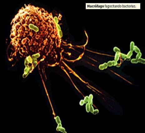 Macrófagos Nombre de la célula Histiocito Macrófago perisinusoidal (Kupffer) Macrófago alveolar