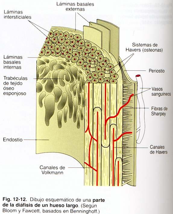 Periostio: tejido conectivo denso (fibroso) con células progenitoras (periósticas) Unido al hueso por fibras de