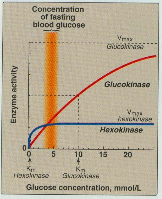 Glucokinasa vs. Hexokinasa Glucokinasa: Km = 10 mm, no inhibida por glucosa 6- fosfato.