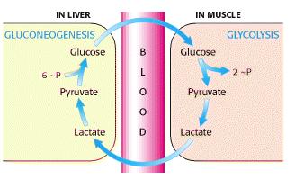 Gluconeogénesis Proceso mediante el cual el Hígado (riñón) sintetizan GLUCOSA de novo a partir de precursores no-carbohidratos derivados del músculo, tejido adiposo: piruvate y lactato (60%), amino
