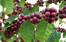 Introducción La especie Coffea arabica L. variedad Typica cultivada en Agaete se propaga por semilla.