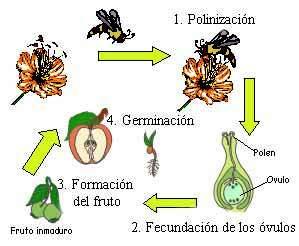 4.4. LA GERMINACIÓN DE LA SEMILLA Cuando una semilla queda enterrada y encuentra las condiciones de humedad y temperatura necesarias,