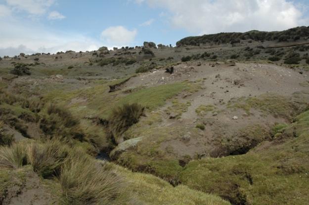 Sitios de muestreo Pastoreo de ovejas Erosión n