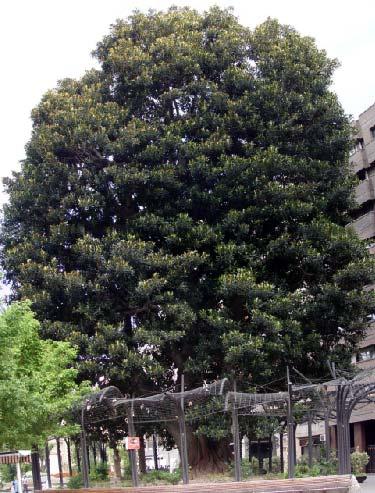 ÁRBOLES SINGULARES DEL MUNICIPIO DE MURCIA Entendemos por árboles singulares aquellos ejemplares arbóreos o arborescentes con unas características que les hacen sobresalir sobre los demás de su misma