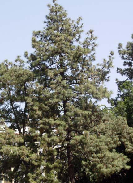 Pino carrasco (Pinus pinea).