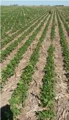 El cultivo de soja de se en general en las etapas vegetativas en torno a V5.