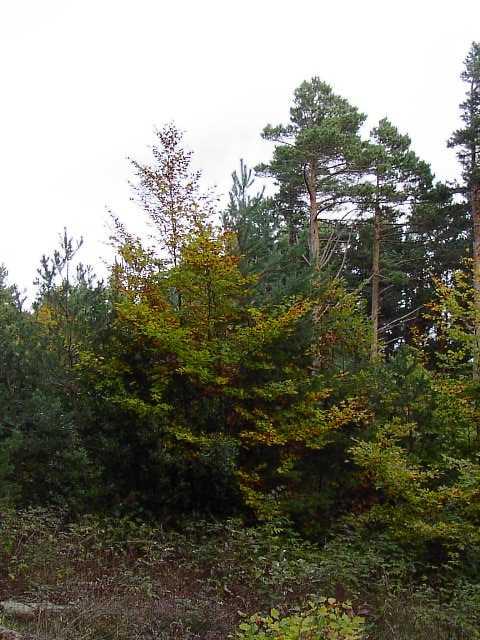 1- Cortas regeneratorias de pinares donde se vende la madera en pie Durante los últimos 6 años este tipo de cortas ha supuesto 280.