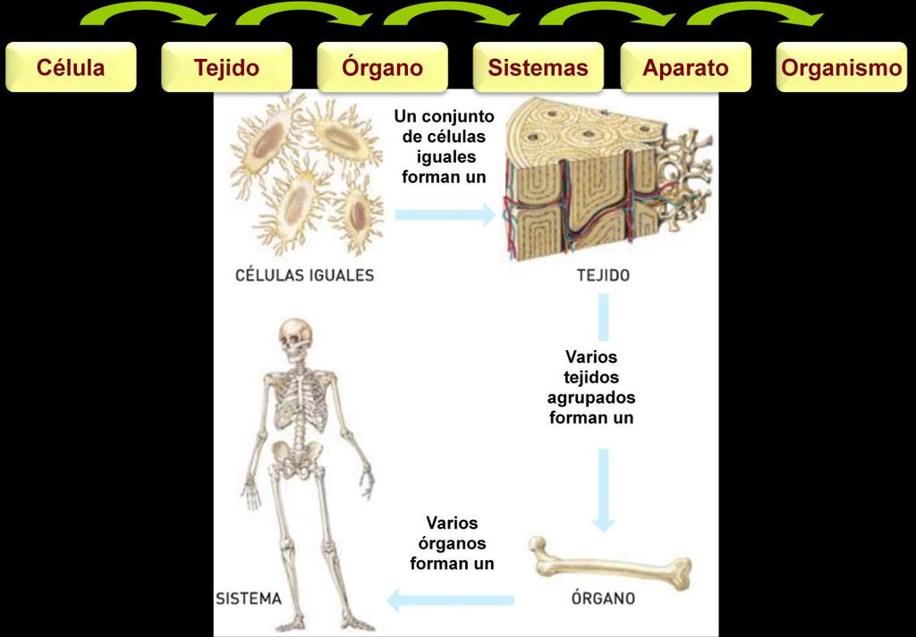 Los tejidos forman órganos. Los órganos están formados por tejidos que trabajan conjuntamente para realizar una función. Por ejemplo, los músculos y los huesos son órganos.