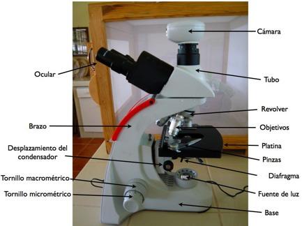 DESCRIPCIÓN DE LAS DIFERENTES PARTES DEL MICROSCOPIO. Oculares: Parte del microscopio donde se observa la preparación.