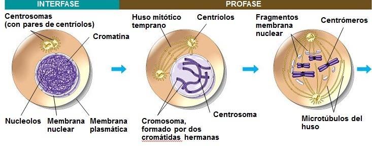 Mitosis: Profase En el núcleo los cromosomas siguen condensándose.