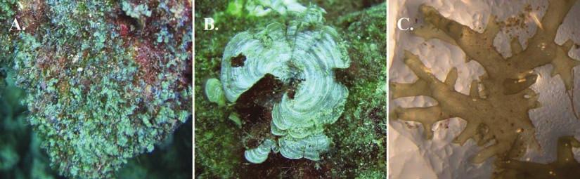 Fig. 3. Algas pardas de la Isla del Coco. A) Dictyota sp., B) Padina crispata, C) Rosenvingea intrincata. Fig. 3. Brown algae of Isla del Coco. A) Dictyota sp., B) Padina crispata, C) Rosenvingea intrincata. pertenecen a la clase Phaeophyta, (Fig.