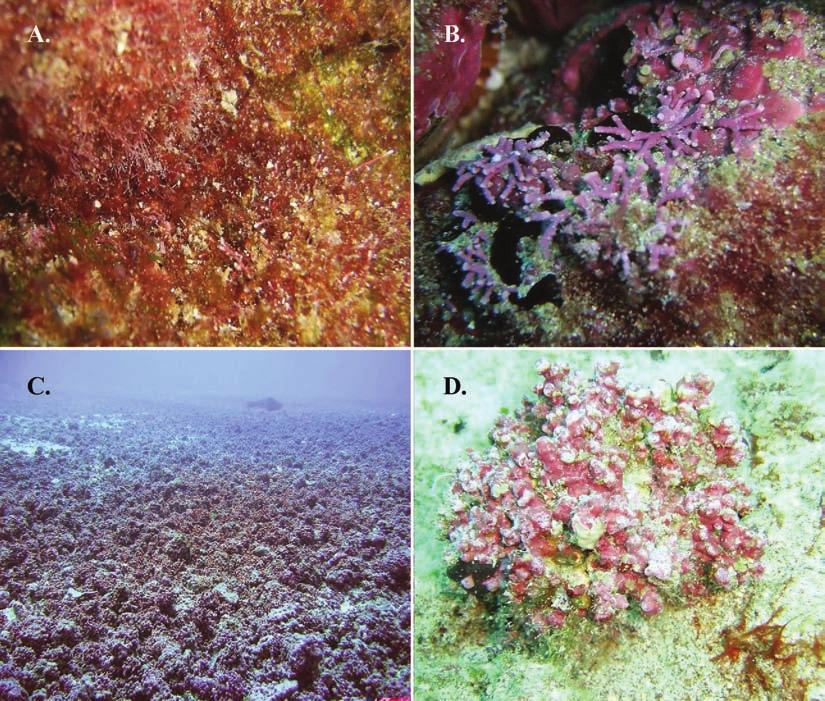 Fig. 4. Algas rojas de la Isla del Coco. A) Polysiphonia sp., B) Amphiroa sp., C) mantos de rodolitos, D) detalle de rodolito. Fig. 4. Red algae of Isla del Coco. A) Polysiphonia sp., B) Amphiroa sp., C) rodolith bed, D) detail of rodolith.